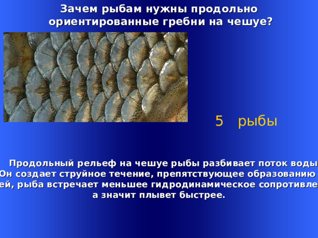 Зачем рыбам нужны продольно  ориентированные гребни на чешуе? 5 рыбы  Продольный рельеф на чешуе рыбы разбивает поток воды. Он создает струйное течение, препятствующее образованию вихрей, рыба встречает меньшее гидродинамическое сопротивление, а значит плывет быстрее. Welcome to Power Jeopardy   © Don Link, Indian Creek School, 2004 You can easily customize this template to create your own Jeopardy game. Simply follow the step-by-step instructions that appear on Slides 1-3. 1 