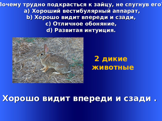 Почему трудно подкрасться к зайцу, не спугнув его?  a) Хороший вестибулярный аппарат, b) Хорошо видит впереди и сзади, c) Отличное обоняние, d) Развитая интуиция. -  2 дикие животные   Хорошо видит впереди и сзади .  Welcome to Power Jeopardy   © Don Link, Indian Creek School, 2004 You can easily customize this template to create your own Jeopardy game. Simply follow the step-by-step instructions that appear on Slides 1-3. 1 