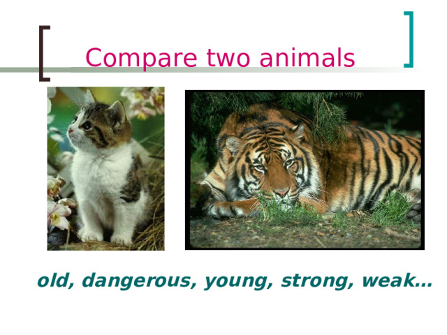 Compare two animals  old, dangerous, young, strong, weak …  