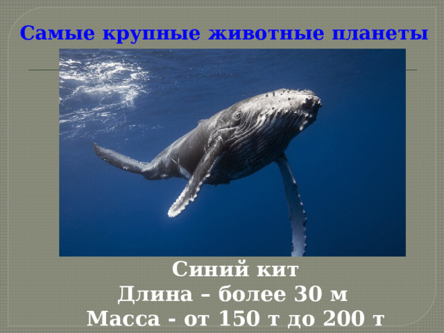 Самые крупные животные планеты Синий кит Длина – более 30 м Масса - от 150 т до 200 т  