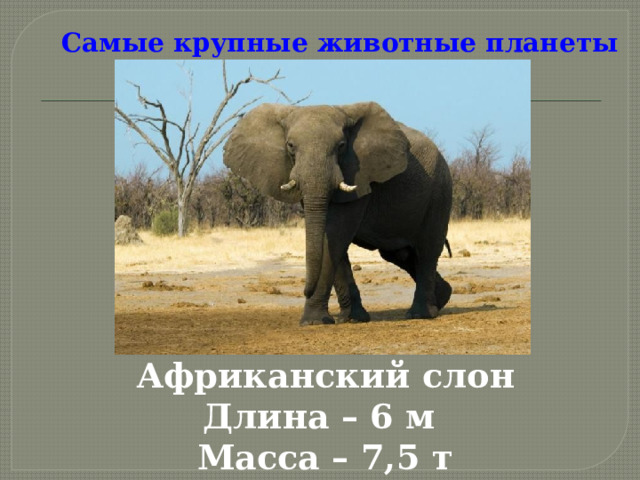 Самые крупные животные планеты Африканский слон Длина – 6 м Масса – 7,5 т  