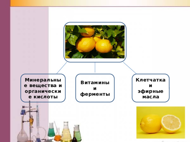 Минеральные вещества и органические кислоты Витамины и ферменты Клетчатка и эфирные масла 