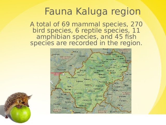 Fauna Kaluga region A total of 69 mammal species, 270 bird species, 6 reptile species, 11 amphibian species, and 45 fish species are recorded in the region. 1 