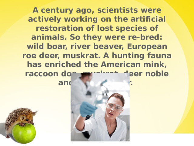 A century ago, scientists were actively working on the artificial restoration of lost species of animals. So they were re-bred: wild boar, river beaver, European roe deer, muskrat. A hunting fauna has enriched the American mink, raccoon dog, muskrat, deer noble and spotted deer.  