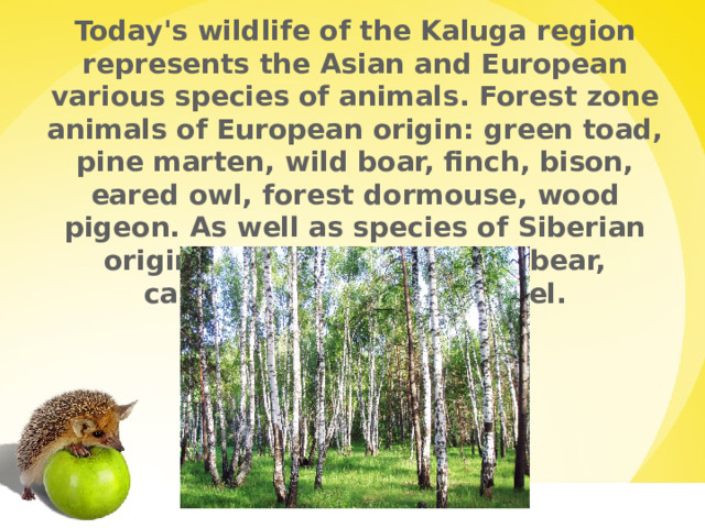 Today's wildlife of the Kaluga region represents the Asian and European various species of animals. Forest zone animals of European origin: green toad, pine marten, wild boar, finch, bison, eared owl, forest dormouse, wood pigeon. As well as species of Siberian origin, such as lynx, brown bear, capercaillie, flying squirrel.  