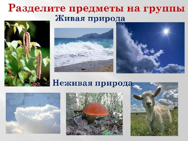Картинка природа живая неживая природа