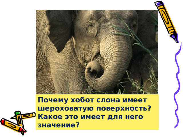 Почему хобот слона имеет шероховатую поверхность? Какое это имеет для него значение? 