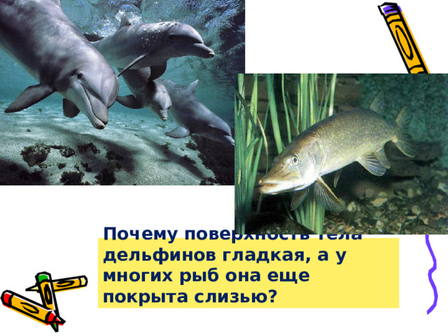 Почему поверхность тела дельфинов гладкая, а у многих рыб она еще покрыта слизью? 