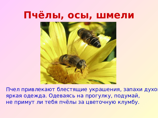 Пчёлы, осы, шмели Пчел привлекают блестящие украшения, запахи духов, яркая одежда. Одеваясь на прогулку, подумай, не примут ли тебя пчёлы за цветочную клумбу. 