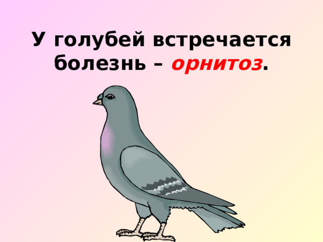 У голубей встречается болезнь – орнитоз . 