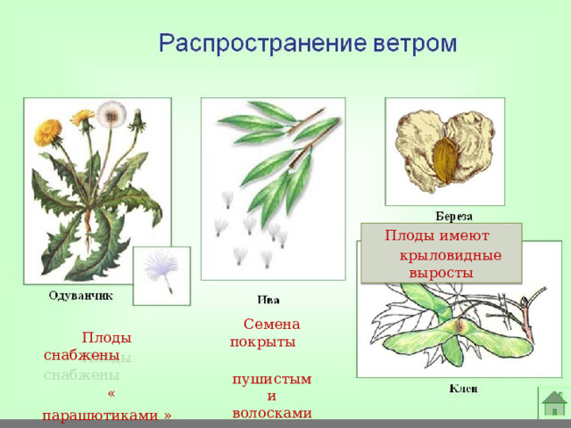  Плоды имеют  крыловидные выросты Семена покрыты  пушистыми волосками Плоды снабжены  « парашютиками »  