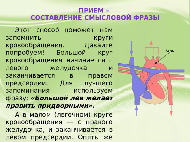 Прием –  Составление смысловой фразы    Этот способ поможет нам запомнить круги кровообращения. Давайте попробуем! Большой круг кровообращения начинается с левого желудочка и заканчивается в правом предсердии. Для лучшего запоминания используем фразу: «Большой лев желает править придворными».  А в малом (легочном) круге кровообращения — с правого желудочка, и заканчивается в левом предсердии. Опять же составим фразу: «Маленький принц желает любви придворным». 