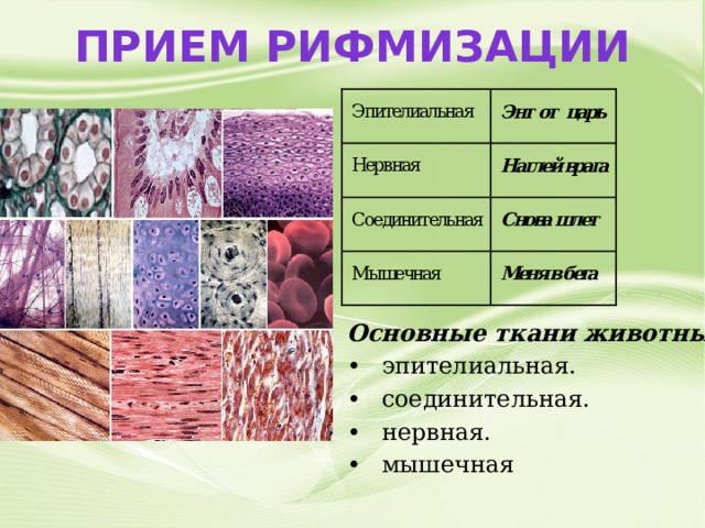 Прием рифмизации Основные ткани животных: •  эпителиальная. •  соединительная. •  нервная. •  мышечная 