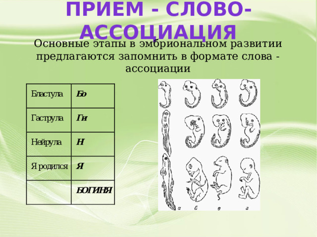 Прием - слово-ассоциация Основные этапы в эмбриональном развитии предлагаются запомнить в формате слова -ассоциации 