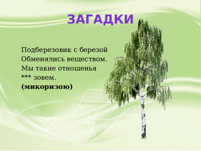 Загадки Подберезовик с березой Обменялись веществом. Мы такие отношенья *** зовем. (микоризою) 