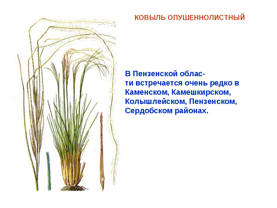 Пензенские растения. Ковыль перистый в Пензенской области. Ковыль опушеннолистный красная книга. Красная книга Пензенской области растения. Растения из красной книги Пензенской области.