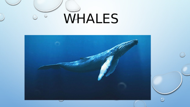 Whales 