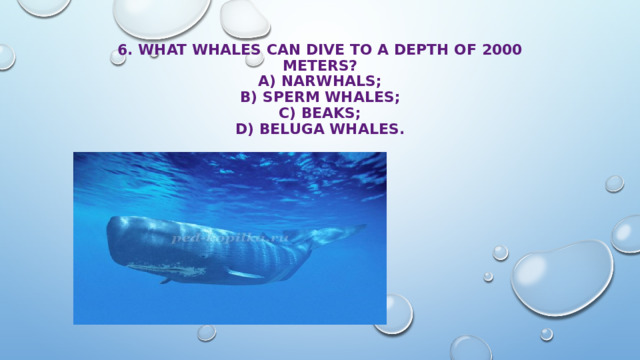 6. What whales can dive to a depth of 2000 meters?  A) narwhals;  B) sperm whales;  C) beaks;  D) beluga whales. 