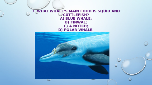 7. What whale’s main food is squid and cuttlefish?  A) blue whale;  B) finwal;  с) a notch;  D) polar whale. 