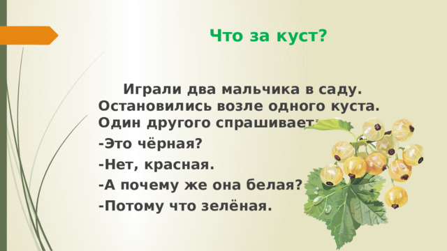  Что за куст?  Играли два мальчика в саду. Остановились возле одного куста. Один другого спрашивает: -Это чёрная? -Нет, красная. -А почему же она белая? -Потому что зелёная. 