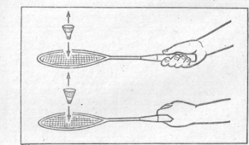 Бадминтон как правильно. Правильный хват бадминтонной ракетки. Правильный хват ракетки в бадминтоне. Хватка бадминтонной ракетки. . Правильная хватка ракетки для бадминтона.