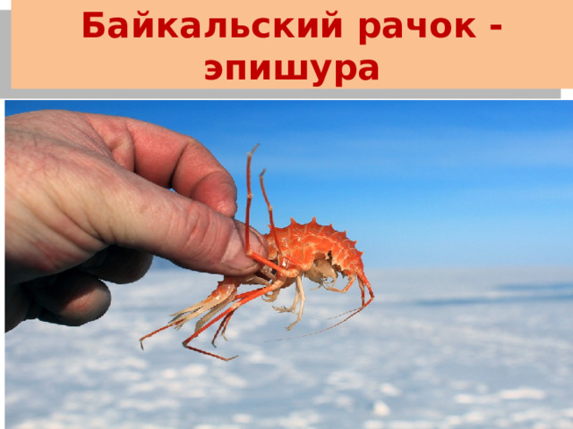 Байкальский рачок - эпишура 