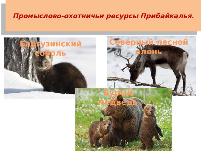  Промыслово-охотничьи ресурсы Прибайкалья.   Северный лесной олень Баргузинский соболь Бурый медведь 