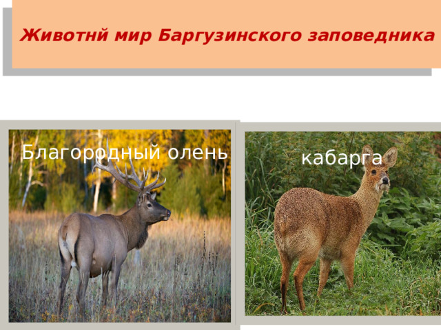 Животнй мир Баргузинского заповедника   Благородный олень кабарга 