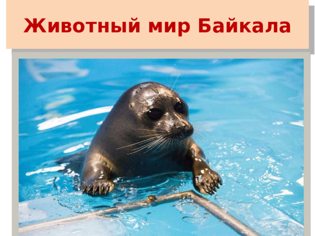 Животный мир Байкала 