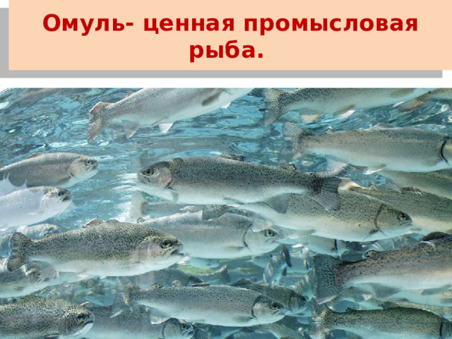 Омуль- ценная промысловая рыба. 