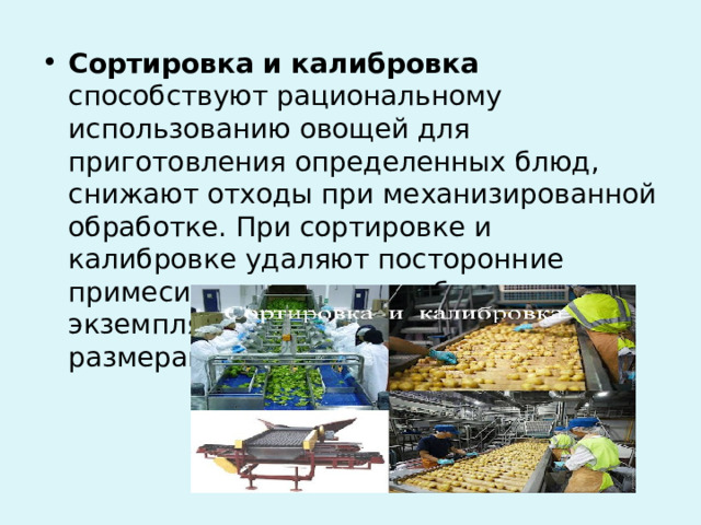 Сортировка и калибровка способствуют рациональному использованию овощей для приготовления определенных блюд, снижают отходы при механизированной обработке. При сортировке и калибровке удаляют посторонние примеси, загнившие и побитые экземпляры, распределяют овощи по размерам и качеству. 