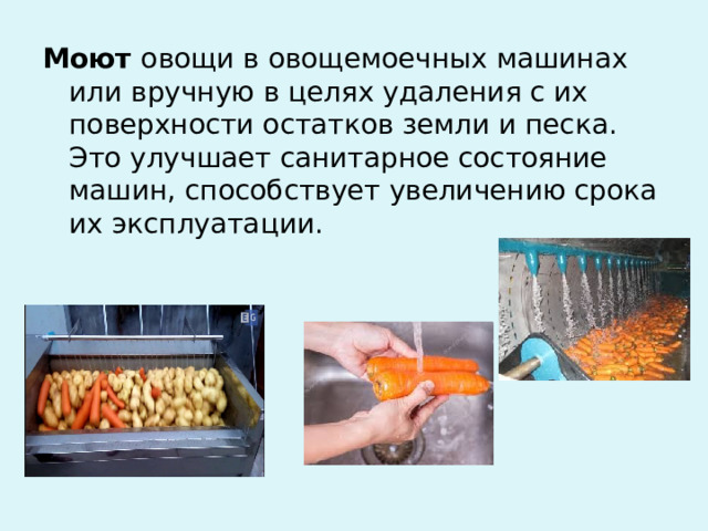 Моют овощи в овощемоечных машинах или вручную в целях удаления с их поверхности остатков земли и песка. Это улучшает санитарное состояние машин, способствует увеличению срока их эксплуатации. 
