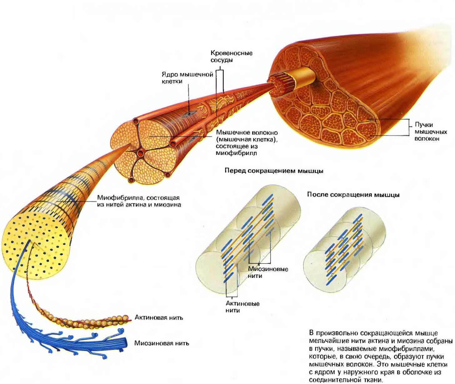Белок из которого состоят мышцы. Строение мышц биохимия. Строение мышечного волокна биохимия. Из чего состоит мышечное волокно. Строение волокна скелетной мышцы.
