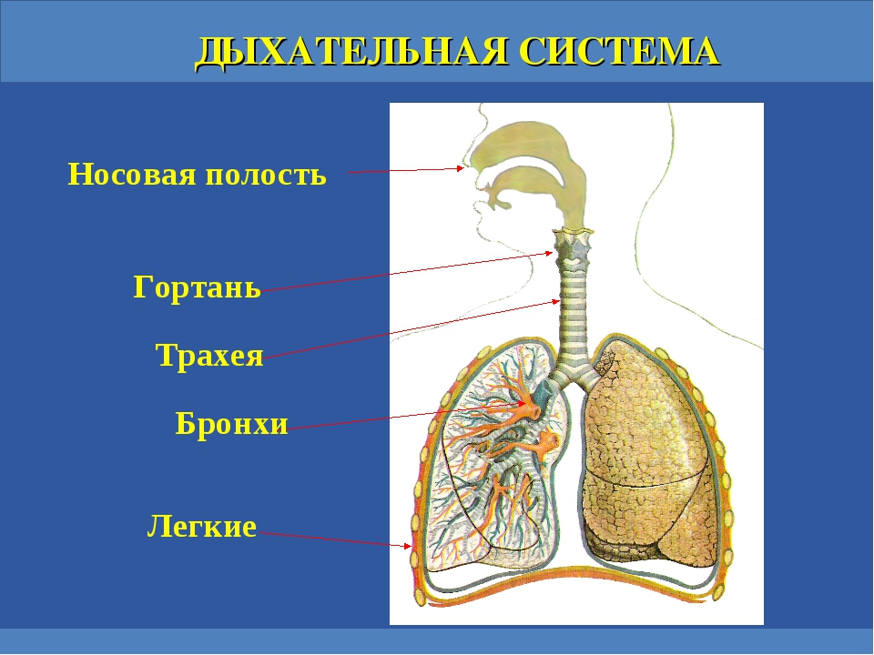 Проект на тему легкие человека