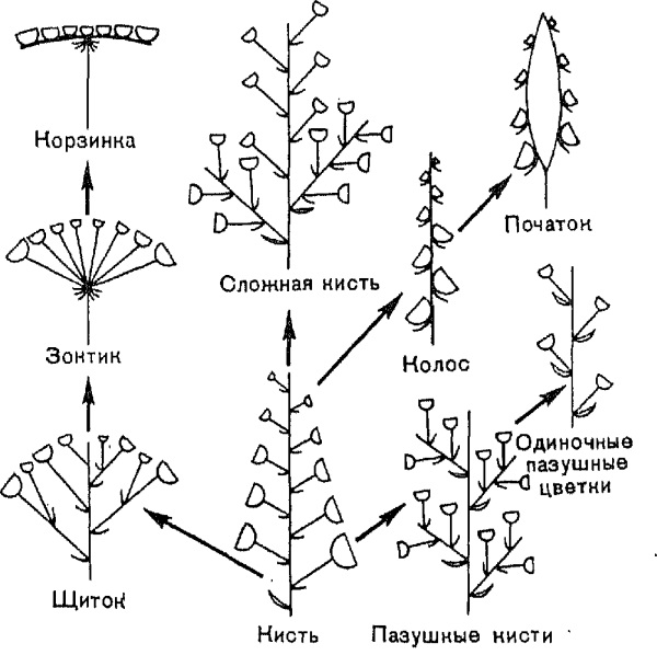 Классификация соцветий блок схема