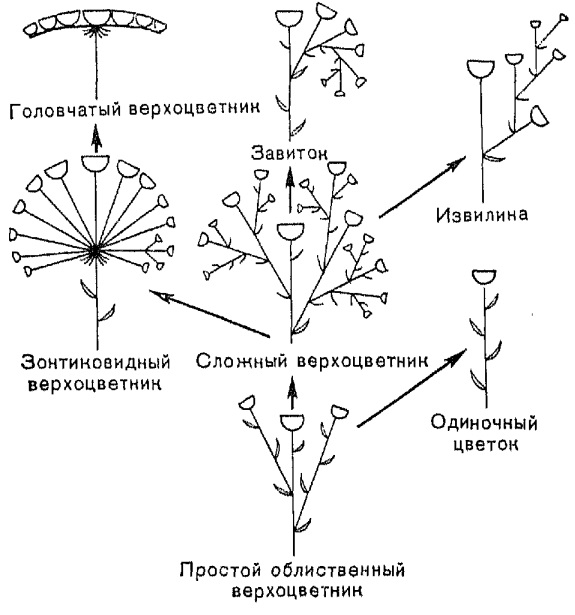 Соцветия цветка схема