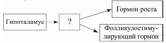 Гипоталамус гормон роста биосинтез белка рост организма схема