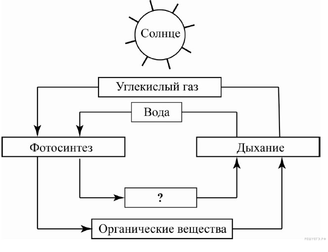 Презентация к уроку биологии 6 класс по теме: "Дыхание растений"
