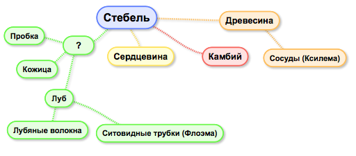 Стебель вопросы. Основные биологические термины и понятия по теме стебель. Рассмотрите предложенную схему стебель. Биологические термины и понятия дополнение схемы. Знакомые схема.