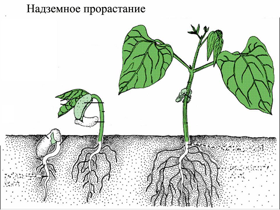 Первые листья растения семядоли. Надземное прорастание семян. Надземное и подземное прорастание семян. Надземный способ прорастания семян. Способы прорастания семян надземное и подземное.