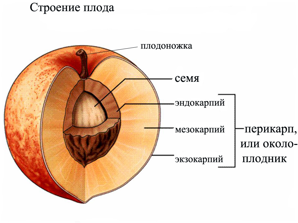 Строение плода картинка