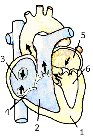 Какой цифрой на рисунке обозначена камера сердца в которую кровь поступает из большого круга