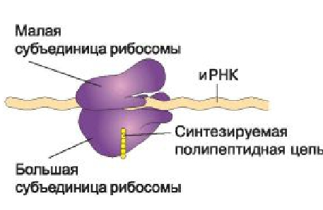 Строение рибосома рисунок