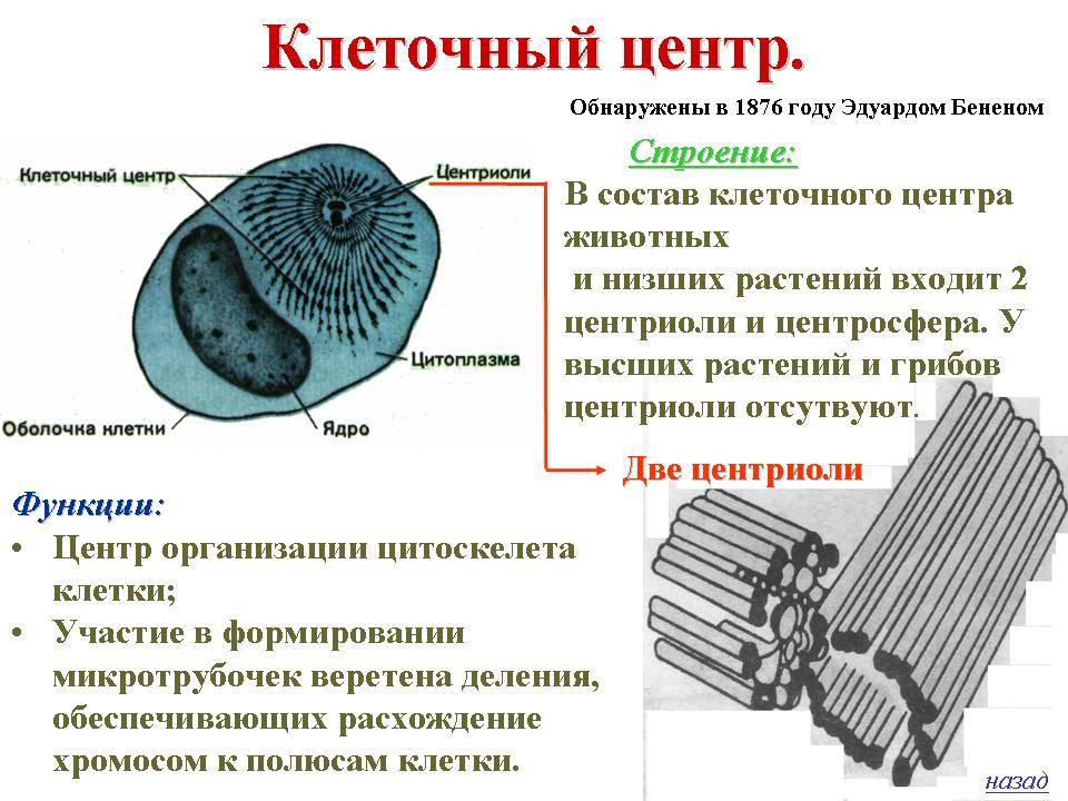 На рисунке изображена клетка имеющая обособленное ядро и мембранные органоиды