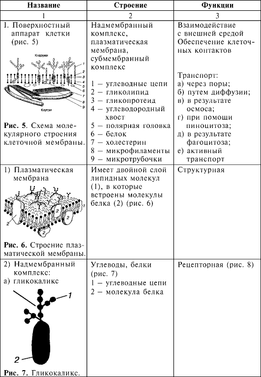 Органоиды клетки с рисунками таблица