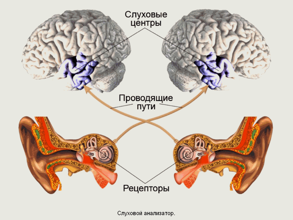 Периферический отдел слухового анализатора структура. Основные звенья слухового анализатора. Сенсорная система слухового анализатора. Строение слухового анализатора человека. Центральный путь слухового анализатора».