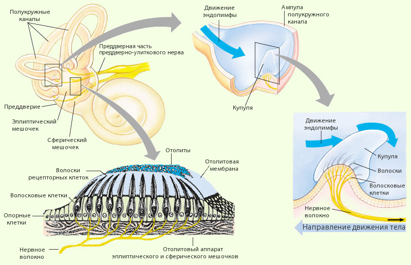 Схема строения волосковых клеток