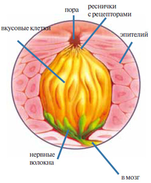 Схема строения вкусовой луковицы