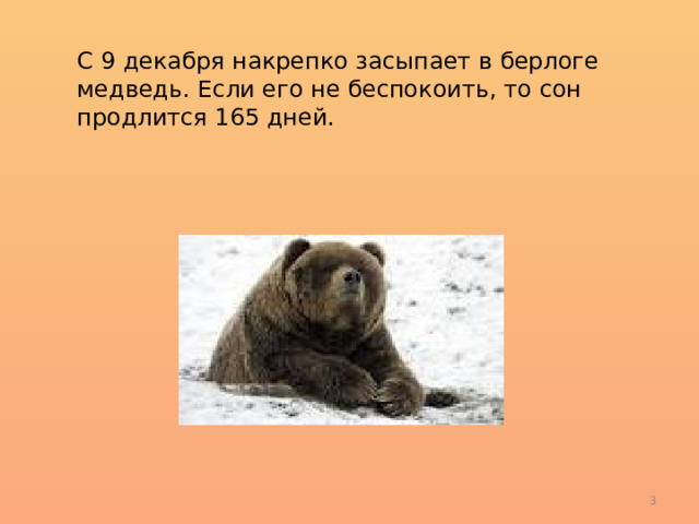 С 9 декабря накрепко засыпает в берлоге медведь. Если его не беспокоить, то сон продлится 165 дней.  