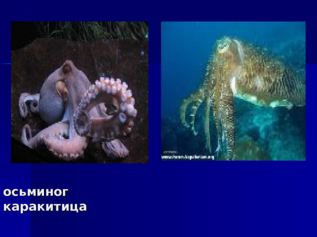 осьминог каракитица 